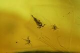 Detailed Fossil Ant, Flies, Spider, and Mites in Baltic Amber #234462-6